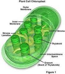 Picture Of Chloroplast Labeled Chloroplasts Where Photosynthesis Takes Place Photosynthesis Plant Cell Cell Biology