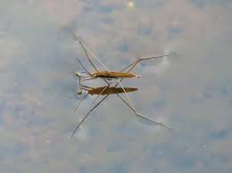 The Unsinkable Water Strider Maine Boats Homes Harbors