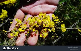 Image result for Senecio maranguensis