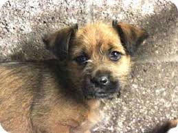 Sweet and gentle german shepherd puppies puppies will be available in 2021. Scottsdale Az Border Terrier German Shepherd Dog Mix Meet Baby Ruth A Puppy For Adoption Shepherd Dog Mix Puppy Adoption Border Terrier