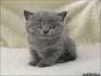 Available British Shorthair Kittens For Sale & Cats For ...