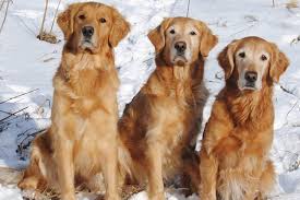 Labrador retriever breeder ontario purebred labrador retriever puppies Breeding And Training Golden Retrievers Tidewater Golden Retrievers