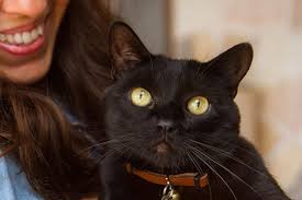 Cat Scared Of Noise Help Cat Be Less Fearful Best Friends Animal Society