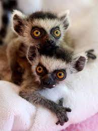 Baby Ring Tailed Lemurs Cute Animals Lemur Animals Wild