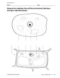 Maybe you would like to learn more about one of these? Fillable Online 31 Name Date Diagram For Labelling Parts Of Plant And Animal Cells Seen Through A Light Microscope Copyright 2007 By Thomson Nelson Chapter 1 Blackline Master 1 Fax Email Print Pdffiller