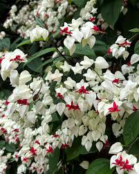 Image result for Clerodendrum capitatum