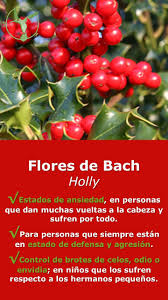 Ese es el interesante tema que tratamos en detalle en el artículo de la primera de las flores de bach para la ansiedad recibe el curioso nombre de agrimonia. Floresdebach Ansiedad Holly Beneficios Envidia Celos Odio En Espanol Holly Para Ninos Remedies Salud Terapia Terapias Flores De Bach Terap