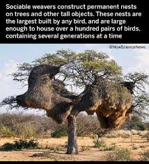 Huge nest of the sociable weaver is a species of bird in the weaver family endemic to southern africa. Huge Permanent Nests Of Sociable Weaver Birds 9gag
