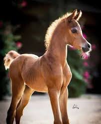 Awe So Cute Horses Baby Horses Beautiful Horses