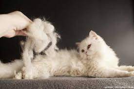 Jika kucing anda adalah kucing berbulu panjang, kemungkinan ia tidak akan menggunakan kotak kotoran untuk buang air besar karena akan sekian penjelasan materi pada pagi hari mengenai 14 cara supaya kucing tidak kencing sembarangan. 7 Penyebab Bulu Kucing Rontok Cara Mengatasinya