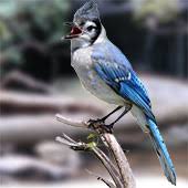 Maybe you would like to learn more about one of these? Scdnr Wild Birds