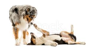 Große auswahl an plüschtier australian shepherd. Border Collie Und Australian Shepherd Zusammen Zu Spielen Isoliert Stockfotos Freeimages Com