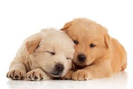 Live fish availability is seasonal, and pricing may vary by store location and petsmart cannot price match on live pets. Aquarium Lives Centre Llc