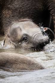 Baby Elephant By Bjorn Mika With Images Elephants Photos Elephant Baby Elephant