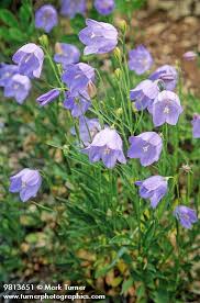 Pin On Plants Pnw Natives