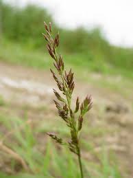Image result for Agrostis products