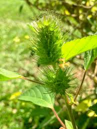 Image result for Crotonogynopsis australis