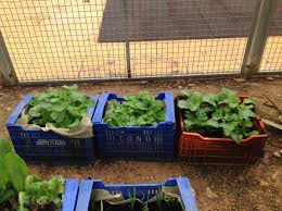 Fotos gratis : huerta, colegio, ambiente, ajo, comida local, Vegetal de hoja, vegetal, planta, hierba, verdes primaverales, jardín, lechuga romana, albahaca, Produce, flor, vegetales crucíferos, suelo, Collard greens, Multas herbes, Súper comida