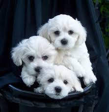Maltese Puppy Pictures Sevimli Kopek Yavrulari Evcil Hayvanlar Malta Kopegi