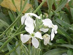 Image result for Matthiola