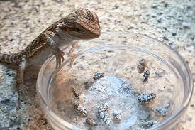 How Many Phoenix Worms To Feed Bearded Dragons