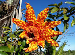 Image result for Monimiaceae