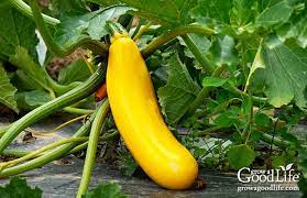 If you're planting on a hill, space your summer squash rows farther apart to encourage healthy plant growth. Growing Summer Squash Vertically