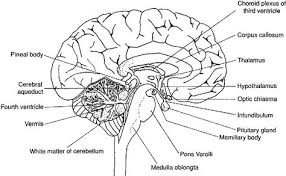 Labeled Fetal Pig Brain Sheep Brain Diagram With Images Brain Diagram Human Brain Diagram Pig Brain