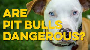 The Dangers Of Pit Bulls Youtube