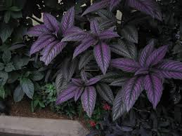 Image result for Strobilanthes