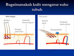 Ketika kita banyak minum air, kita juga akan lebih sering pergi ke toilet untuk buang air kecil. Sistem Ekskresi Pada Manusia Ppt Download