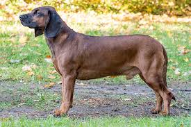 Image result for bavorský barvář