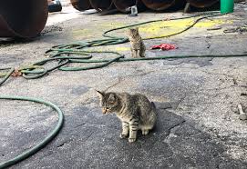 Stray and feral cats are used to living outside. Stoney Brook Structures Tavares Saves Cats In Move To Leesburg