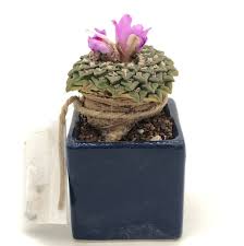 Image result for Kotschya carsonii