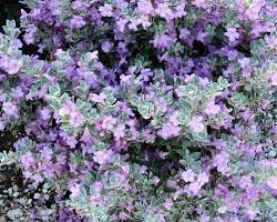 Image of Texas sage with lavender flowers