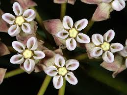 Image result for Asclepias adscendens