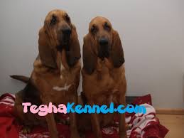 While there is a vast variety in hound dogs, a few things ring true for every hound breed. Blood Hound Puppy Dog Kennel