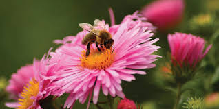 Flowers clustered into clumps of one species will attract more pollinators than individual plants scattered through the habitat patch. Only Few Bees In Your Garden Here S How To Get More Mybeeline