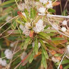 Image result for Cuscuta planiflora