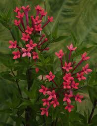 Fragrant Bouvardia Flamingo Pink Bouvardia Hybrid Hummingbird Flowers August Flowers Flowers