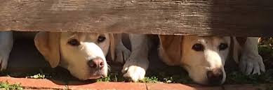Https Twitter Com Davidfrum Animals Wildlife David