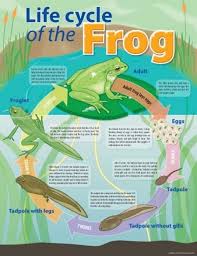 Life Cycle Of The Frog Chart Australian Teaching Aids