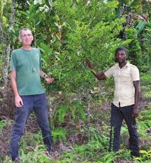 Image result for Diospyros truncatifolia