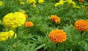 Marigold pun bunga tahi ayam; Panduan Lengkap Cara Menanam Dan Merawat Bunga Tahi Ayam Agar Cepat Berbunga Bagi Pemula Faunadanflora Com