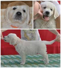 It's also free to list your available puppies and litters on our site. Ne Shitje Kelyshq Golden Kosova Dogs Promotions Facebook