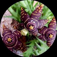 Image result for Euphorbia halipedicola