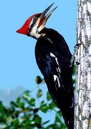 How To Get Rid Of Woodpeckers On My House Hunker Backyard Birds Native American Animals Pet Birds