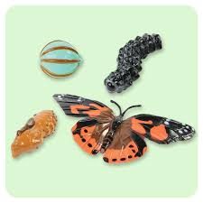 We did not find results for: Butterfly Lifecycle Stages Insect Lore