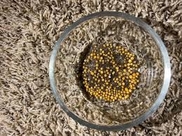 Is miracle gro potting mix good for succulents in containers? Miracle Gro Cactus Palm And Citrus Potting Mix