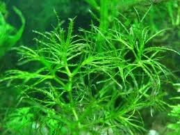 Image result for Najadaceae